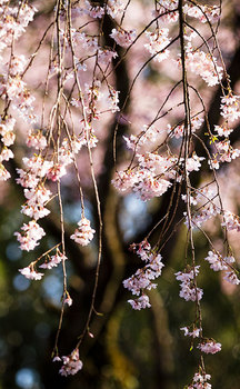 桜の季節到来
